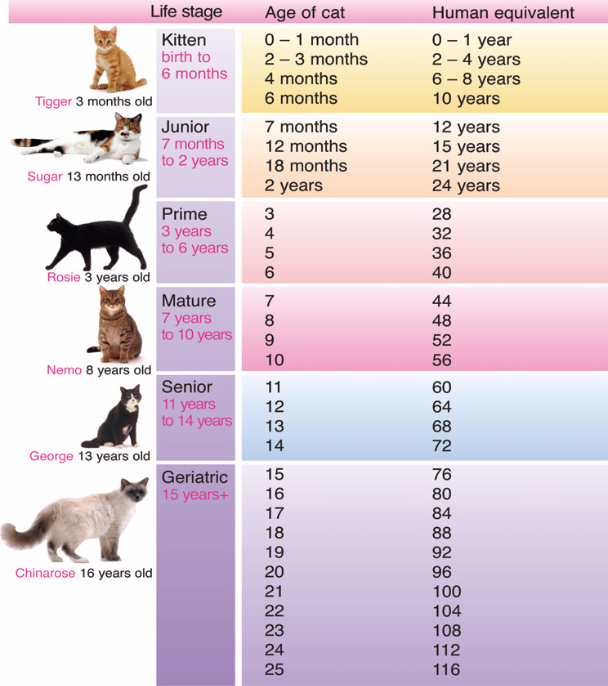 how old is your cat?